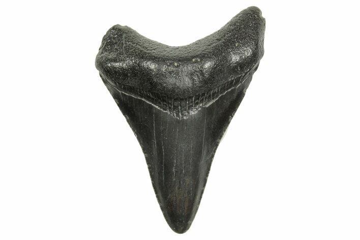 Fossil Megalodon Tooth - South Carolina #368417